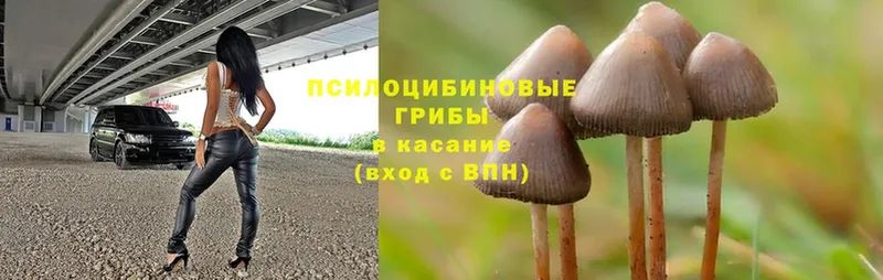 хочу   Белорецк  Псилоцибиновые грибы Cubensis 